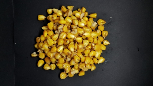 kukurydza.jpeg